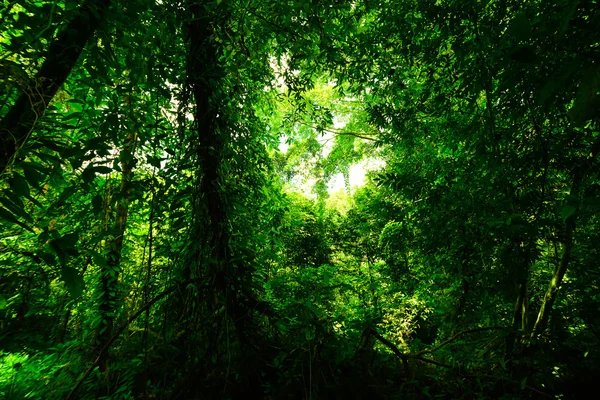 Дощовий ліс — стокове фото