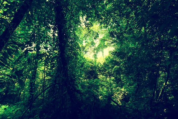Ліс з ефектом фільтрування — стокове фото