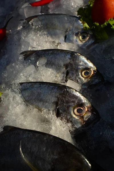 Verschiedene Fische auf dem Fischmarkt mit Eis — Stockfoto