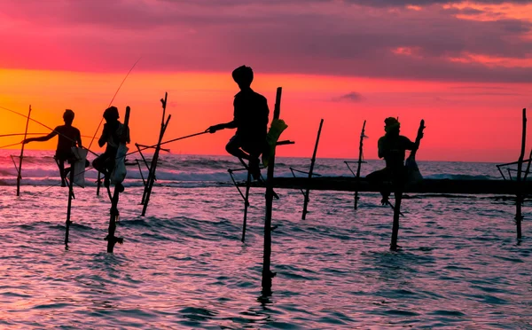 Sri lankais traditionnel échasses pêcheur — Photo