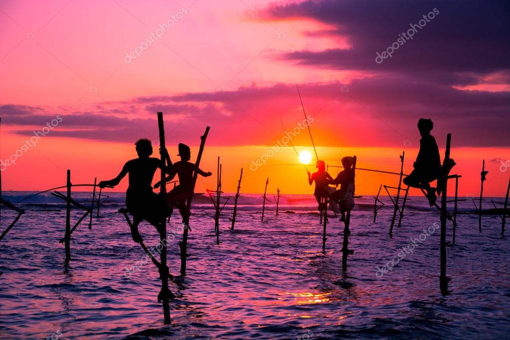Sri lankan traditional stilt fisherman