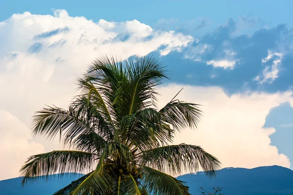 Palm tree — Stock Photo, Image