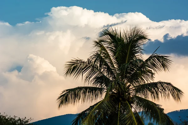 Palm tree — Stock Photo, Image