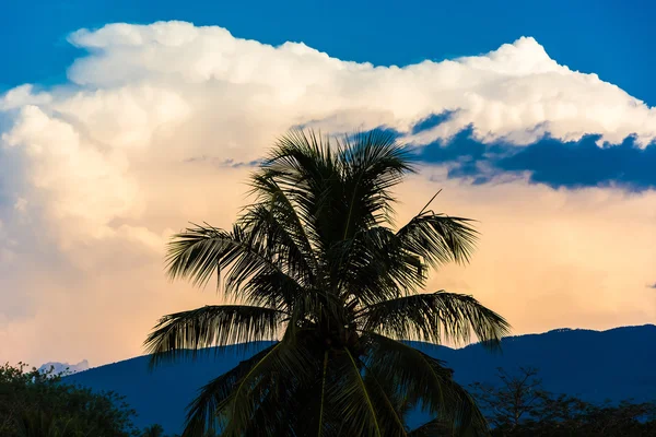 Palm tree — Stock Photo, Image