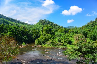 güzel göl ve orman manzarası