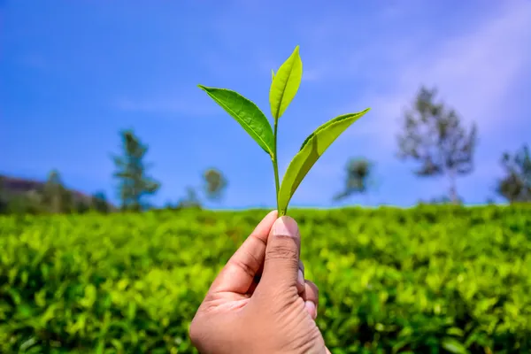 Hand hält ein frisches Teeblatt — Stockfoto