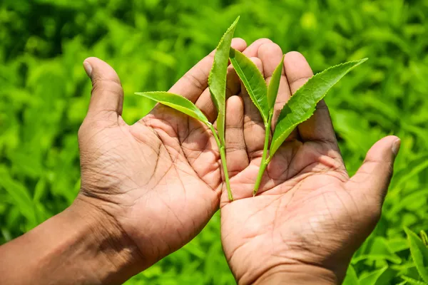 Mão segurando um pedaço de folha de chá verde — Fotografia de Stock