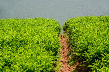 Sri Lanka 'daki çay çiftliği.