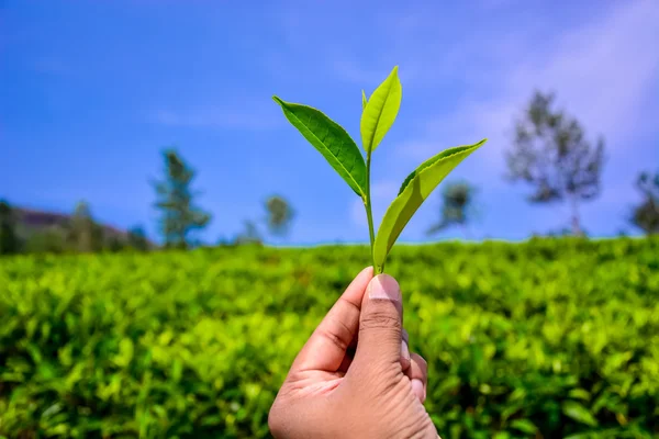 Mão segurando um pedaço de folha de chá verde — Fotografia de Stock