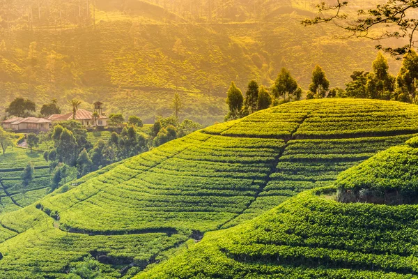 Campos de chá na área da montanha — Fotografia de Stock