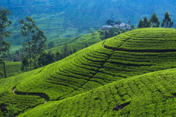 Campos de chá na área da montanha — Fotografia de Stock