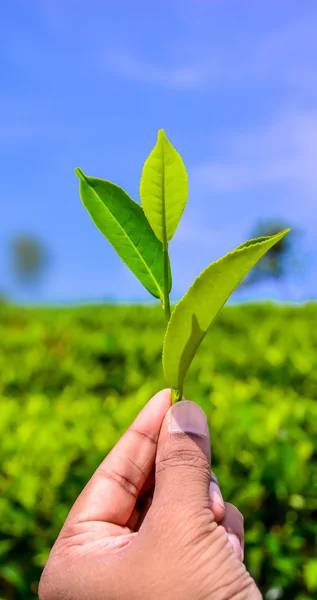 Mão segurando um pedaço de folha de chá verde — Fotografia de Stock