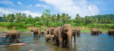 Elephants in the beautiful river landscape clipart