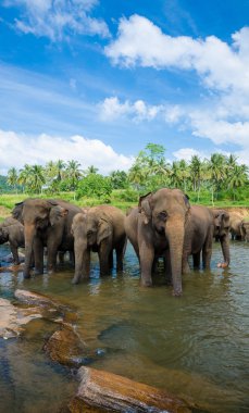 Elephants in the beautiful river landscape clipart