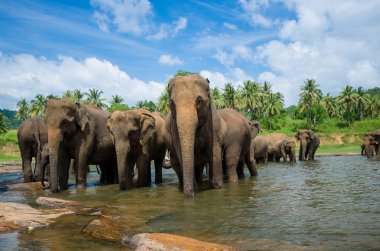 Filler güzel nehir manzara