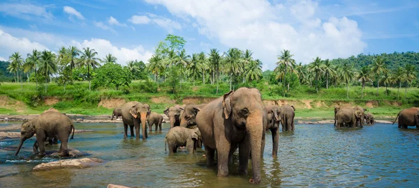 Les éléphants dans le magnifique paysage fluvial — Photo