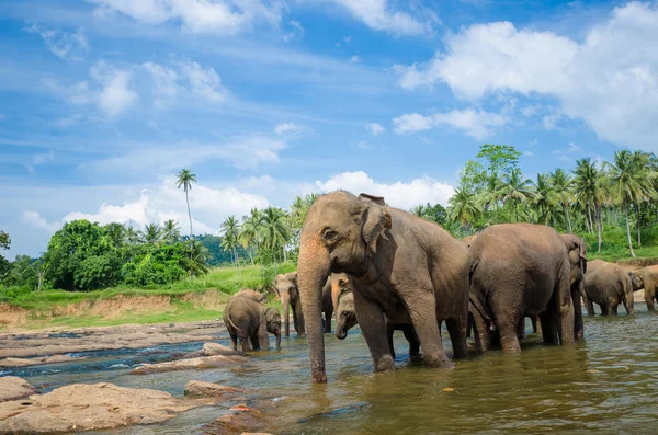 Les éléphants dans le magnifique paysage fluvial — Photo