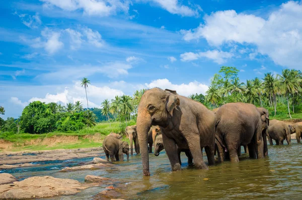 아름 다운 강 풍경에 코끼리 — 스톡 사진