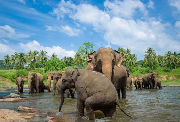 Elephants in the beautiful river landscape — Stock Photo, Image