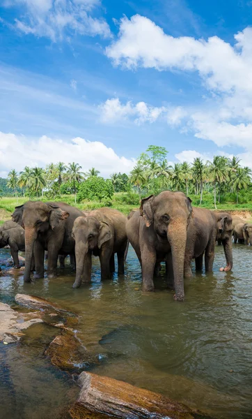 Elefantes en el hermoso paisaje fluvial — Foto de Stock