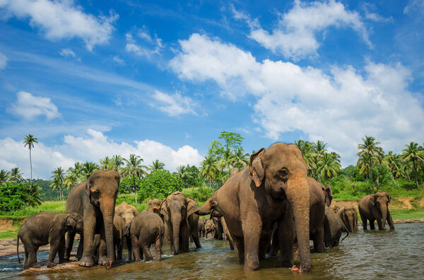Elephants in the beautiful river landscape