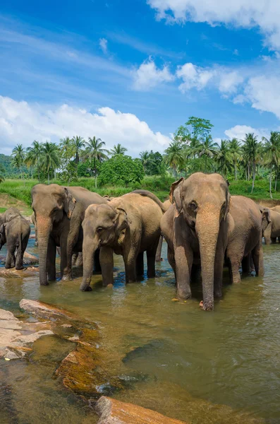 Ελέφαντες στο τοπίο όμορφο ποταμό — Φωτογραφία Αρχείου
