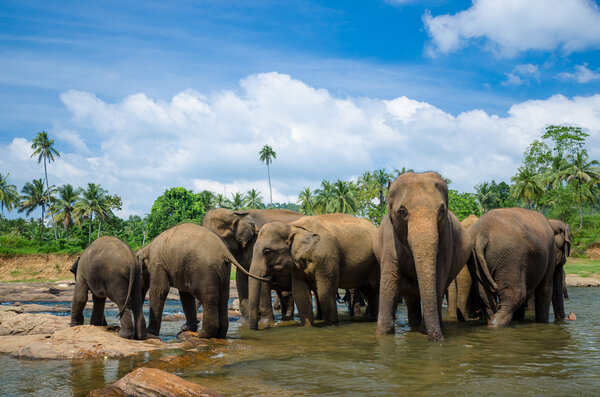 Elephants in the beautiful river landscape