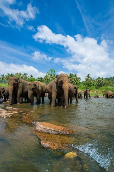 大象在美丽河风景 — 图库照片