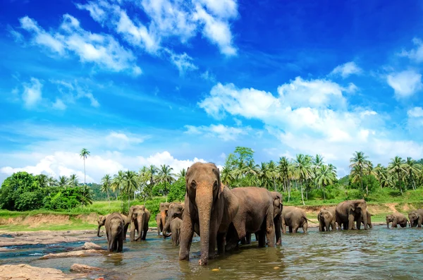 Слоны в красивом речном пейзаже — стоковое фото