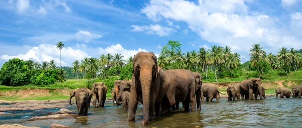 Elephants in the beautiful river landscape — Stock Photo, Image