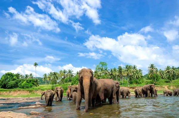美しい川の風景の中の象 — ストック写真