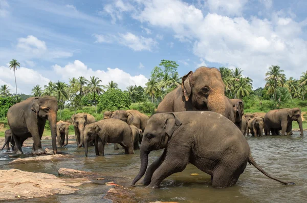 Elefantes en el hermoso paisaje fluvial — Foto de Stock