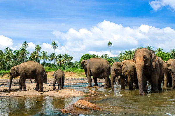 Elephants in the beautiful river landscape — Stock Photo, Image