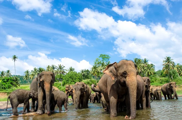 Elephants in the beautiful river landscape — Stock Photo, Image