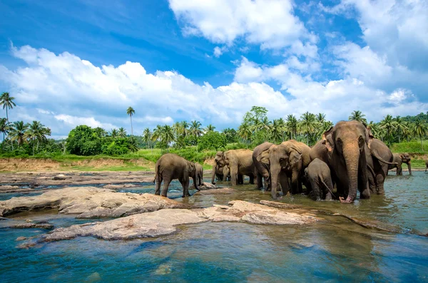 Les éléphants dans le magnifique paysage fluvial — Photo