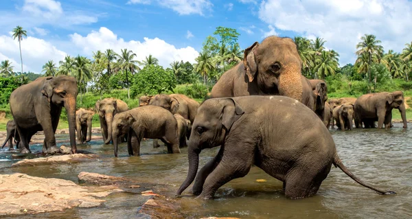 Слоны в красивом речном пейзаже — стоковое фото