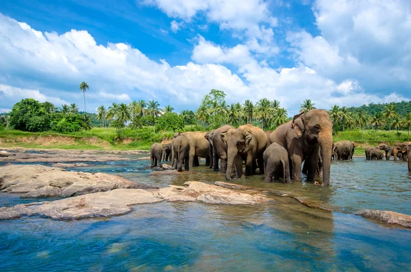 Słonie w pięknym krajobrazem — Zdjęcie stockowe