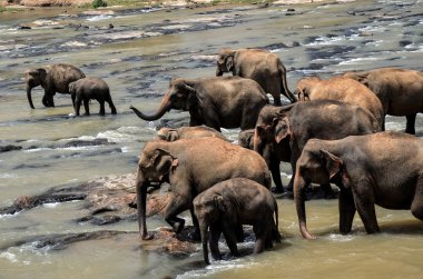 Elephant group on the lake clipart