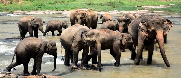 Elephant group on the lake — Stock Photo, Image