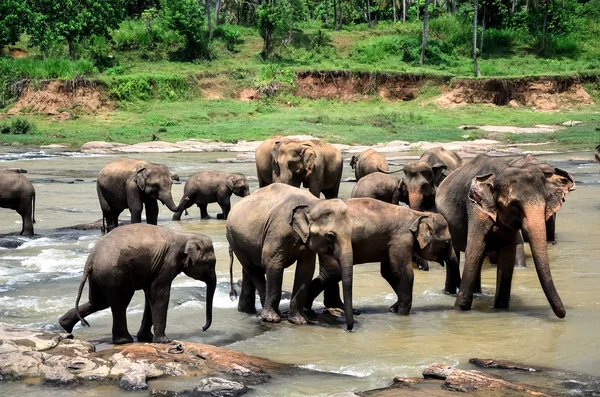 Elephant group on the lake — Stock Photo, Image