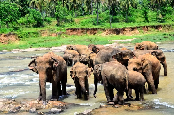 Elephant group on the lake — Stock Photo, Image