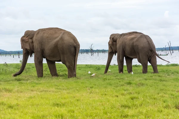 Elefanti selvatici nel lago — Foto Stock