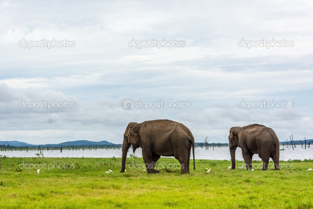 Wild elephants in the lake