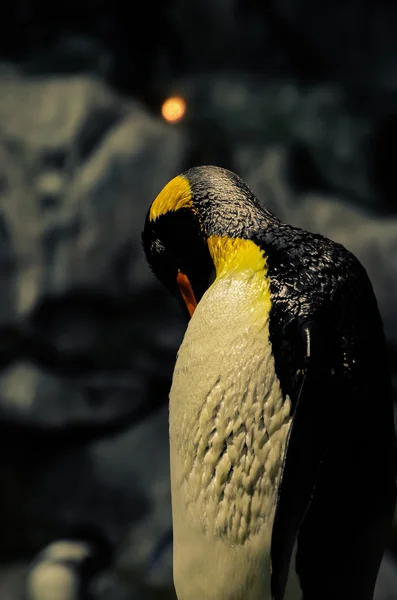Colorful king penguin — Stock Photo, Image
