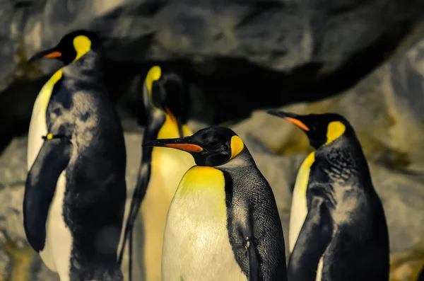 Coloridos pingüinos rey —  Fotos de Stock