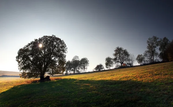 Pré d'automne en bois — Photo