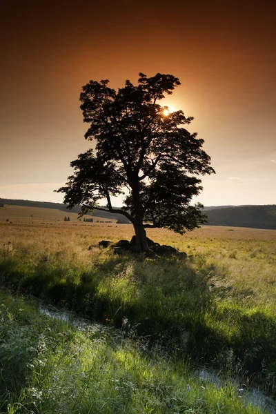 Solitära träd på ängen och nötkreatur — Stockfoto