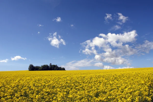 Campo com milho — Fotografia de Stock