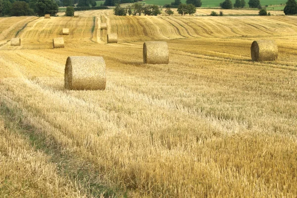 Ceppi di paglia sul campo di grano dopo la raccolta — Foto Stock