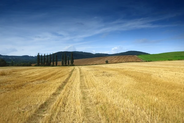 Ceppi di paglia sul campo di grano dopo la raccolta — Foto Stock